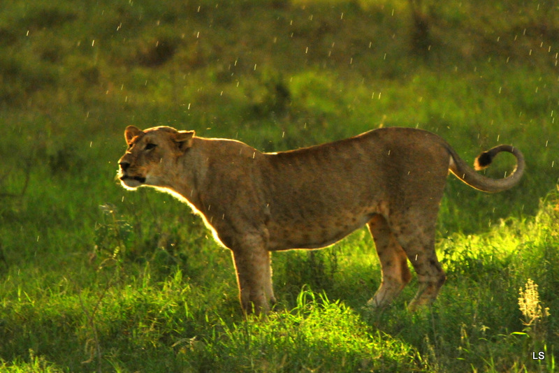 Lion (4)