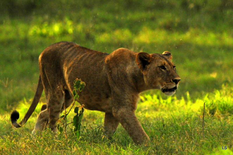Lion (5)