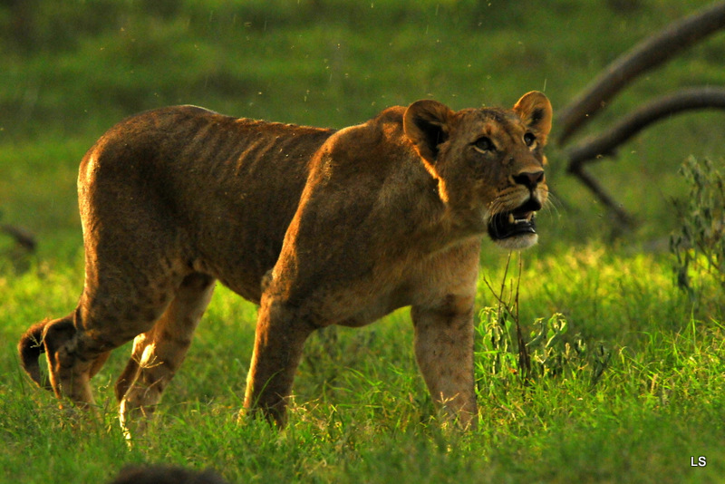 Lion (6)