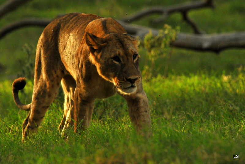 Lion (7)