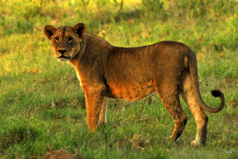 Lion (8)