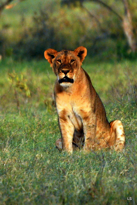 Lion (10)