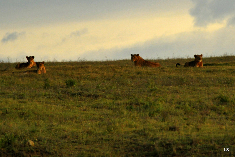 Lion (11)