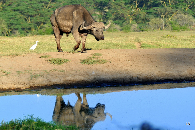 Buffle du Cap/Cape Buffalo (19)