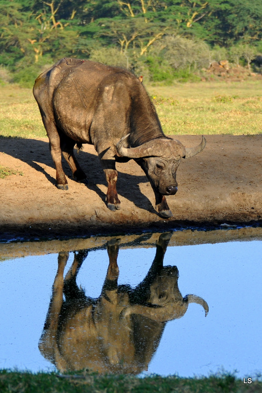 Buffle du Cap/Cape Buffalo (20)