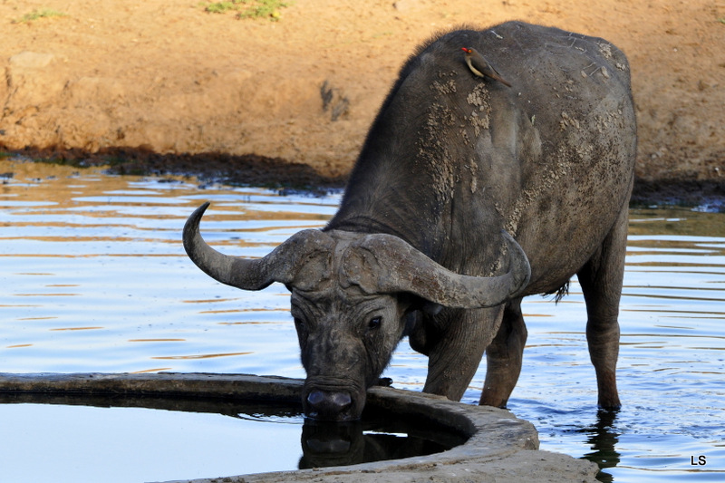 Buffle du Cap/Cape Buffalo (21)