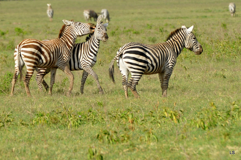 Zèbre/Zebra (3)