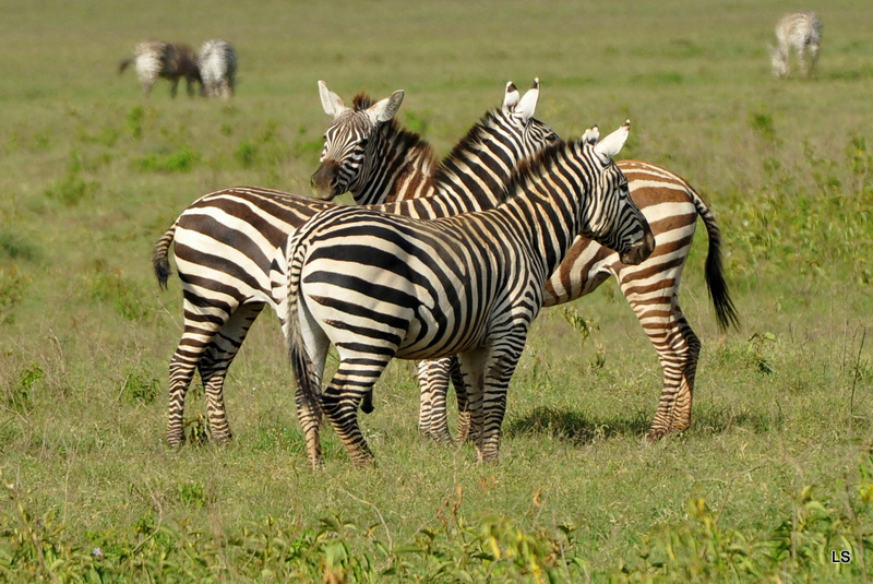 Zèbre/Zebra (4)