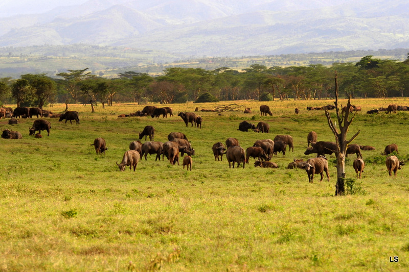 Buffle du Cap/Cape Buffalo (23)