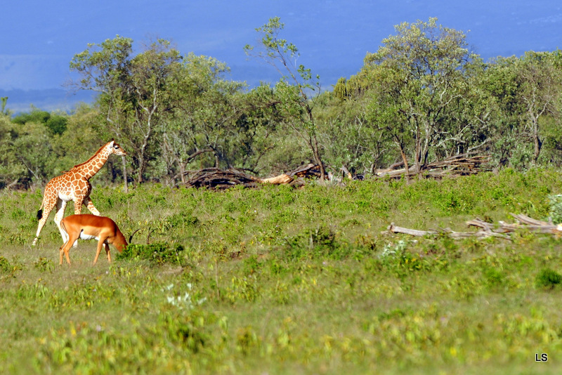 Girafe et impala (1)
