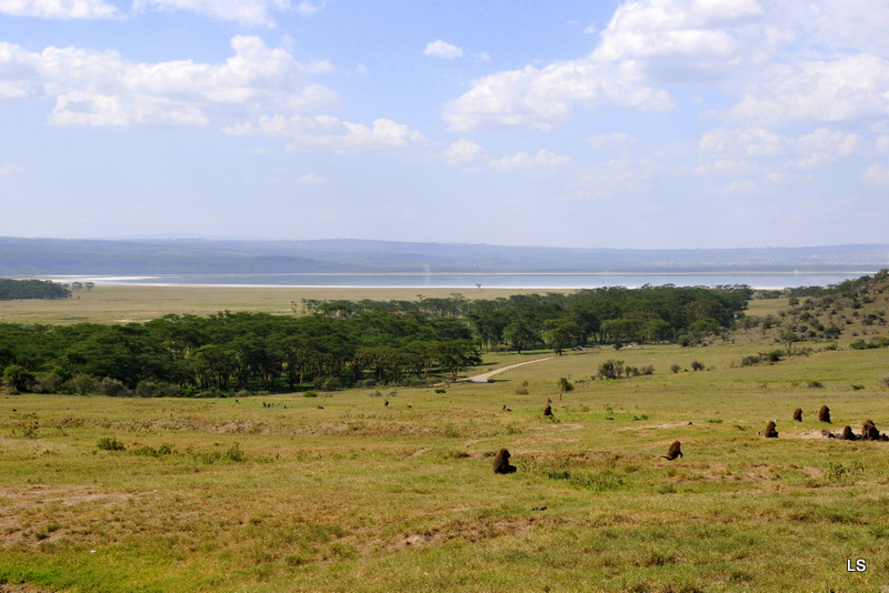 Nakuru (1)