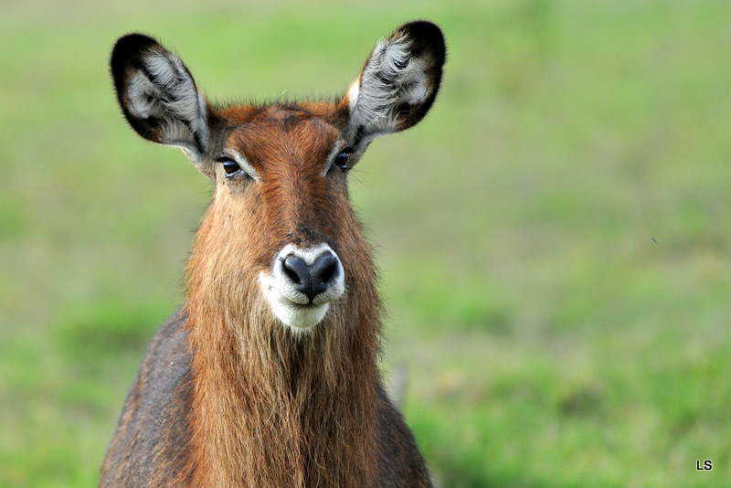Cobe defassa/Waterbuck (2)