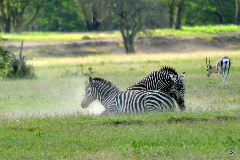 Zèbre/Zebra (7)
