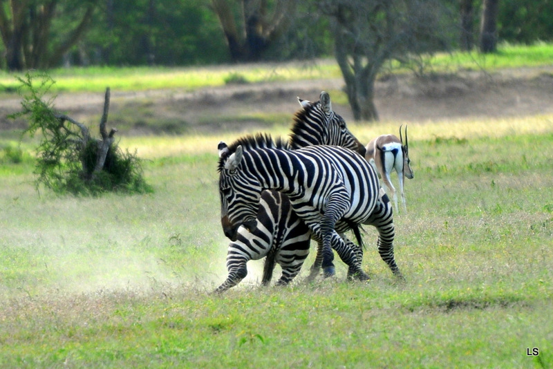 Zèbre/Zebra (9)