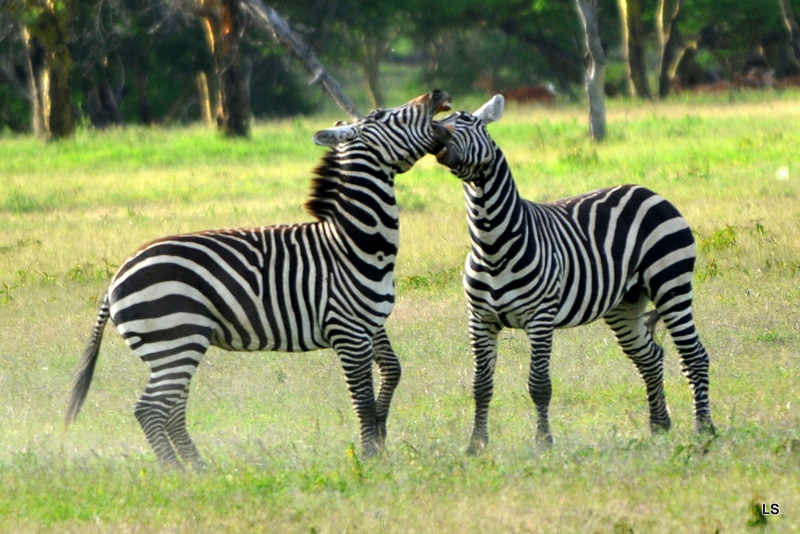 Zèbre/Zebra (10)