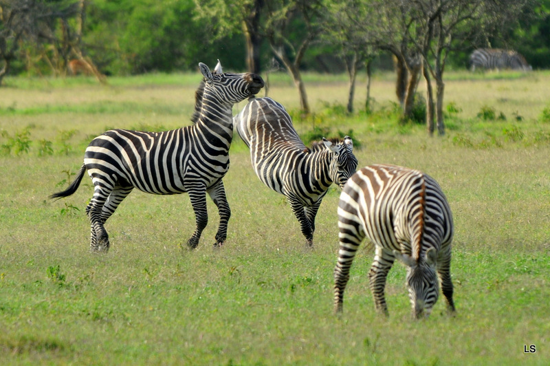 Zèbre/Zebra (11)