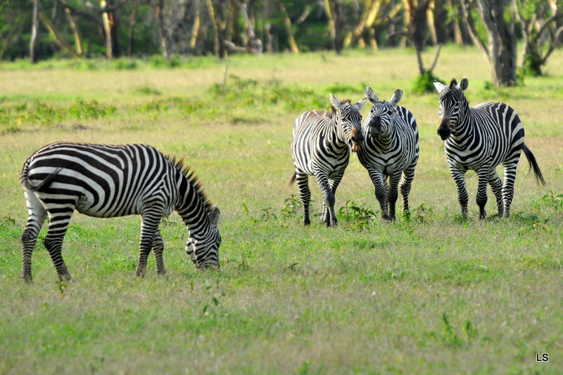 Zèbre/Zebra (12)
