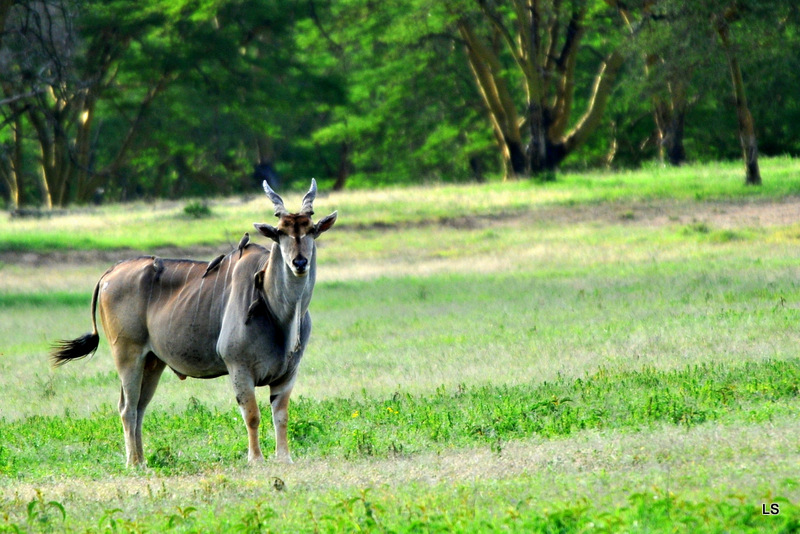 Eland du Cap/Cape Eland (1)