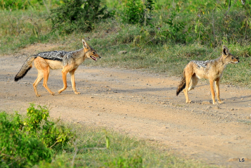 Chacal à chabraque/Black-backed Jackal (1)