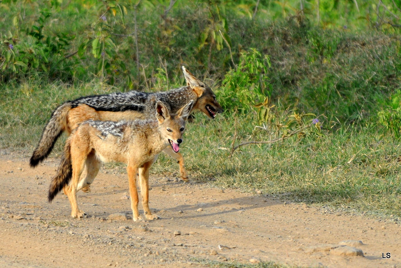 Chacal à chabraque/Black-backed Jackal (2)