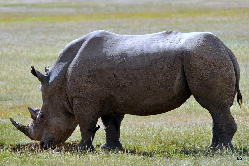 Rhinocéros blanc/White Rhino (1)