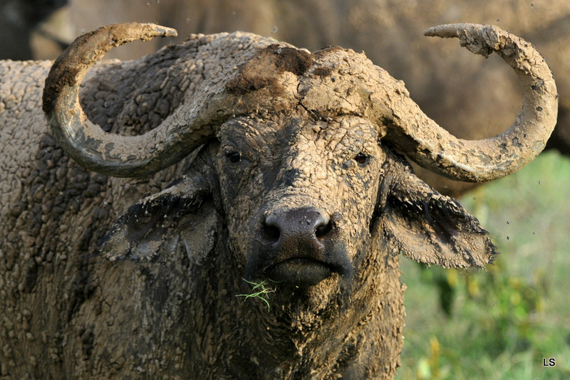 Buffle du Cap/Cape Buffalo (7)