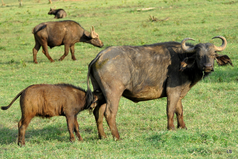 Buffle du Cap/Cape Buffalo (8)