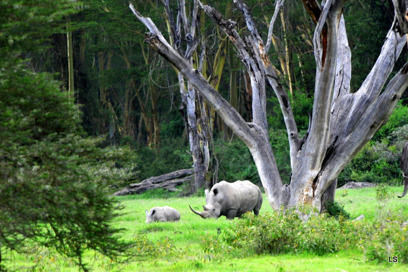 Rhinocéros blanc/White Rhino (4)