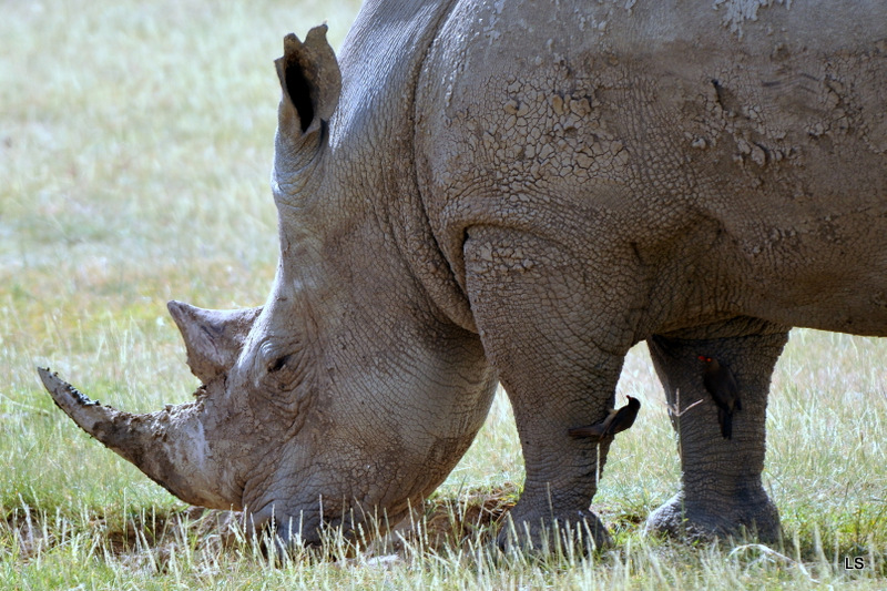 Rhinocéros blanc/White Rhino (2)