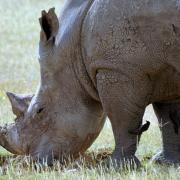 Rhinocéros blanc/White Rhino (2)
