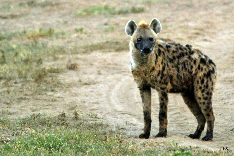 Hyène tachetée/Spotted Hyena (4)