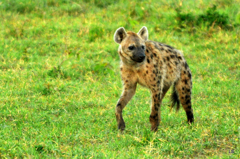 Hyène tachetée/Spotted Hyena (6)