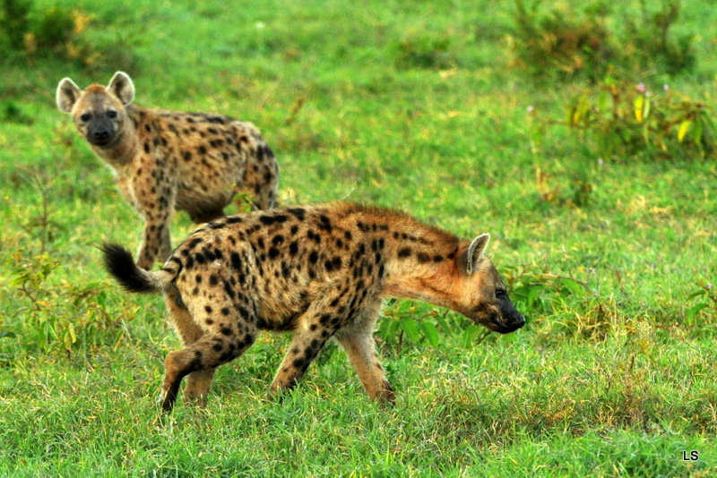 Hyène tachetée/Spotted Hyena (7)