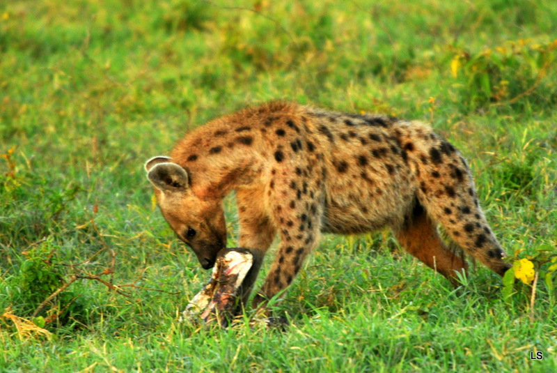 Hyène tachetée/Spotted Hyena (8)