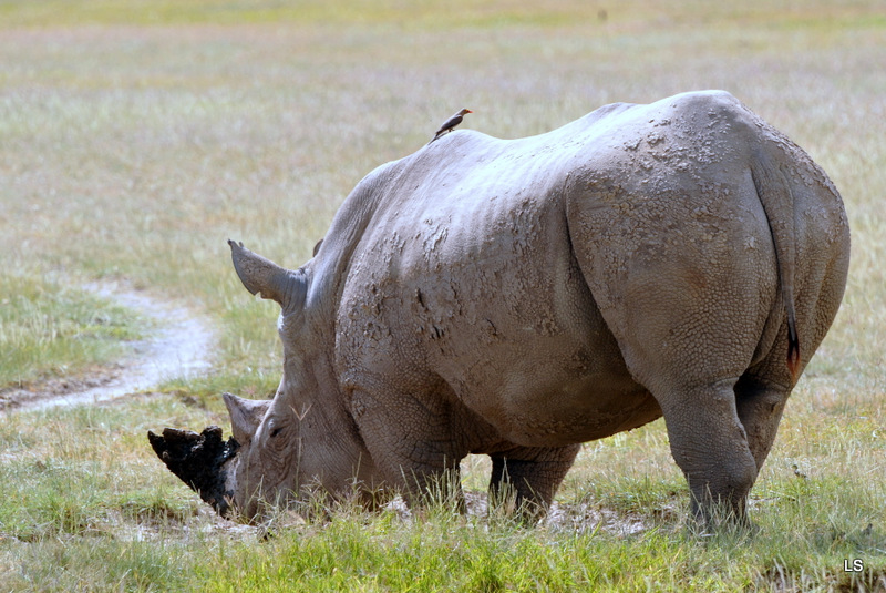 Rhinocéros blanc/White Rhino (3)