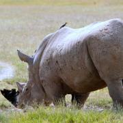 Rhinocéros blanc/White Rhino (3)