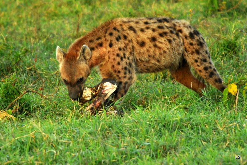 Hyène tachetée/Spotted Hyena (9)