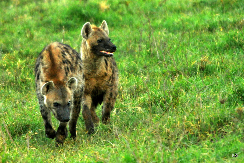 Hyène tachetée/Spotted Hyena (10)