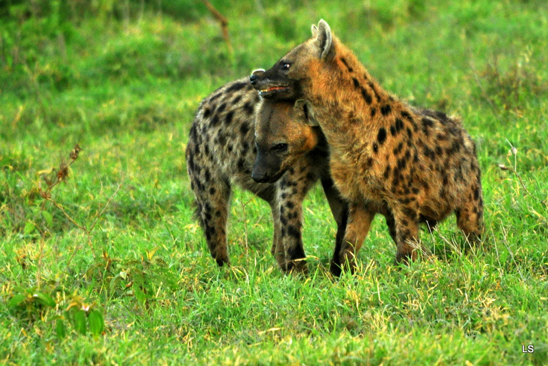 Hyène tachetée/Spotted Hyena (11)