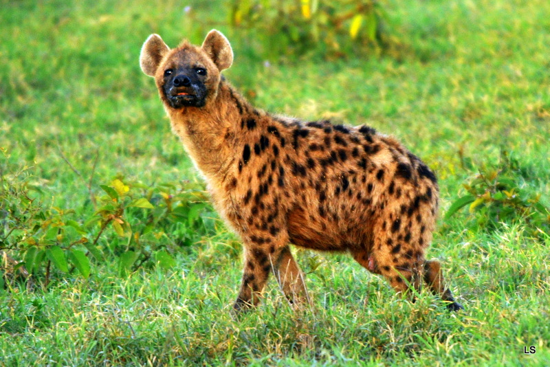 Hyène tachetée/Spotted Hyena (13)