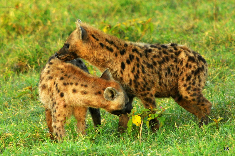 Hyène tachetée/Spotted Hyena (14)