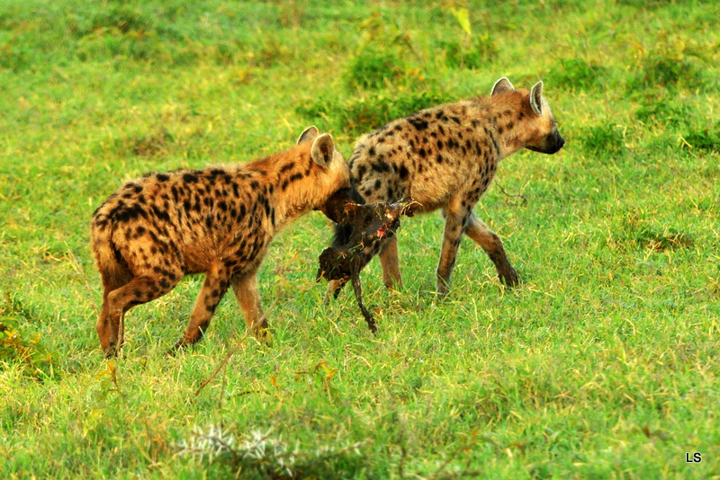 Hyène tachetée/Spotted Hyena (16)