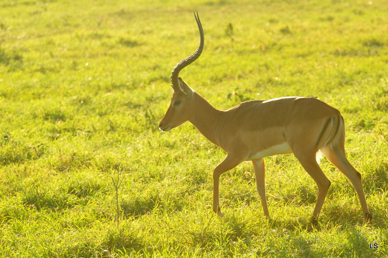 Impala (3)