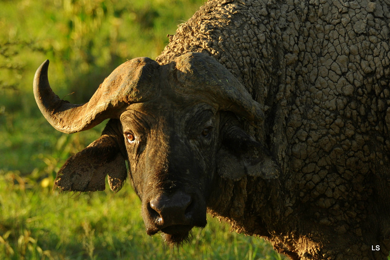 Buffle du Cap/Cape Buffalo (12)