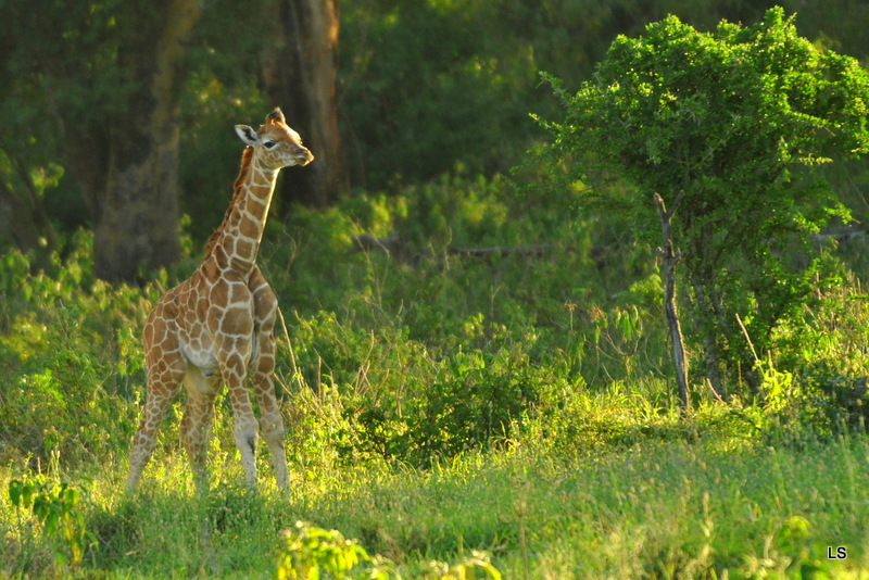 Girafe de Rothschild/Rothschild's Giraffe (2)