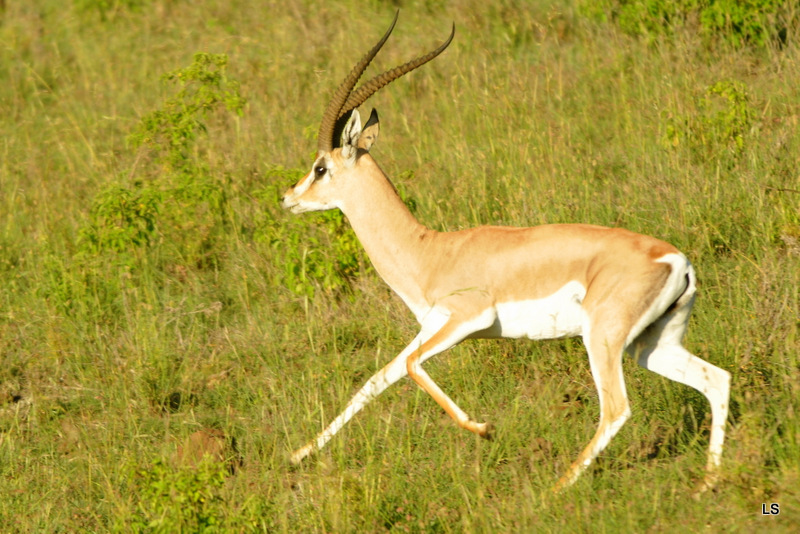 Gazelle de Grant/Grant's Gazelle (1)