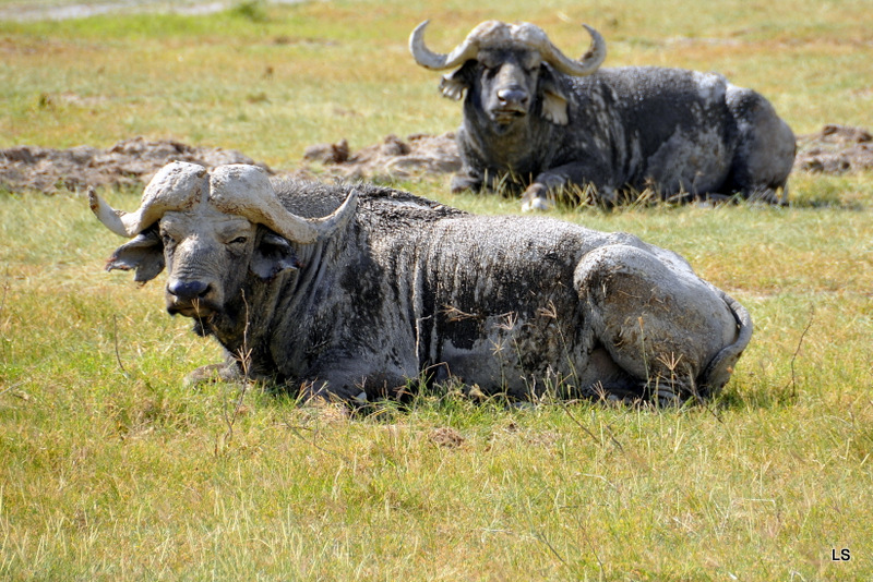 Buffle du Cap/Cape Buffalo (2)