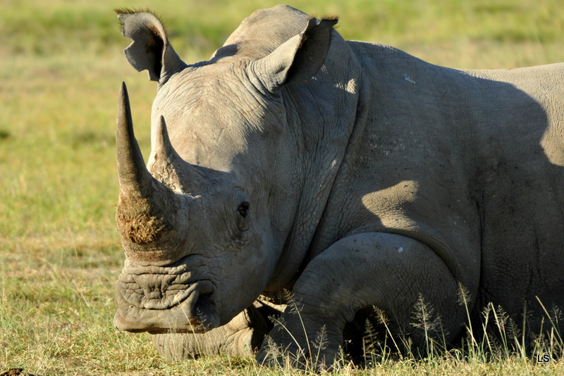 Rhinocéros blanc/White Rhino (10)