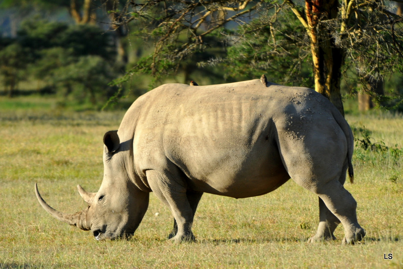 Rhinocéros blanc/White Rhino (11)
