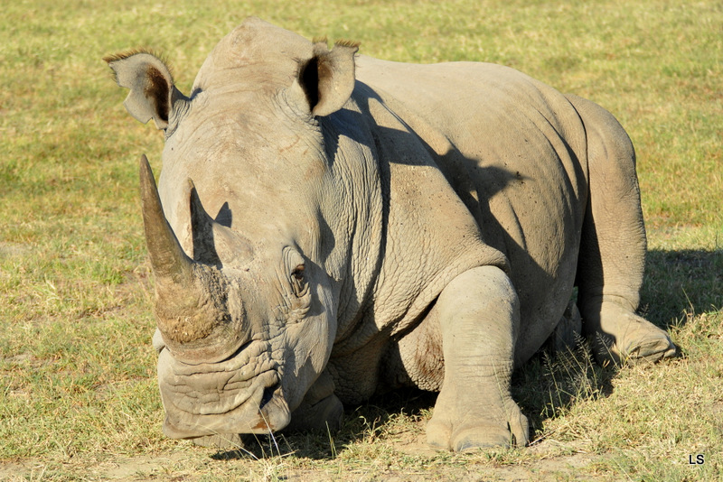 Rhinocéros blanc/White Rhino (12)